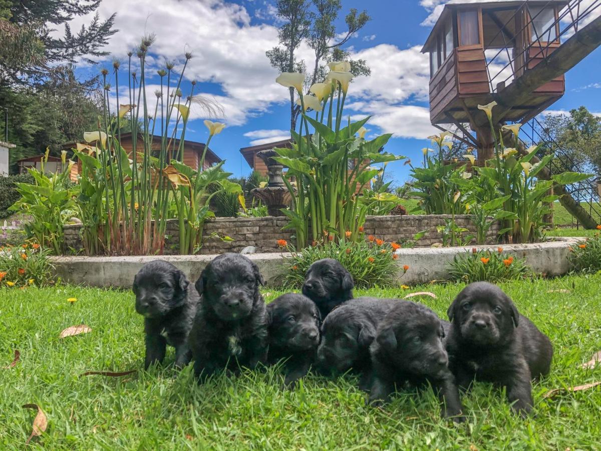 Hosteria Papagayo Cotopaxi Machachi Kültér fotó